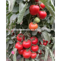 Syganta indeterminate f1 hybrid vegetable  tomato seeds definis company